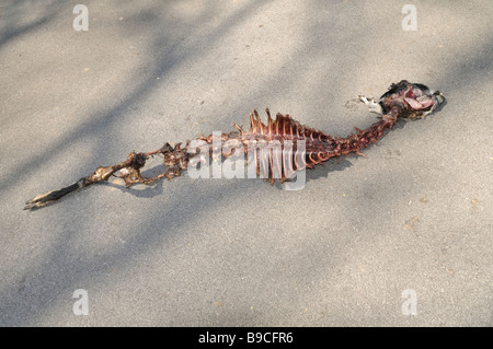 Someone or something has mostly eaten this sheep and then tossed it out into the middle of the road Stock Photo