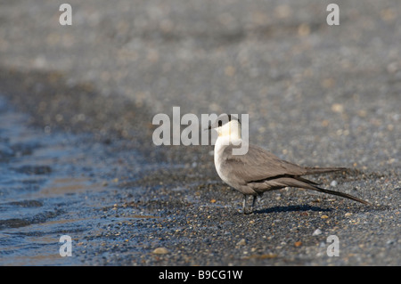 Long tailed skua Stercorarius longicaudus summer adult. Svalbard. Stock Photo