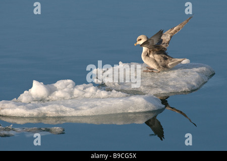 Northern fulmar Fulmarus glacialis blue phase adult on ice floe. Svalbard. Stock Photo