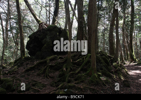 aokigahara forest by mount fuji, japan Stock Photo