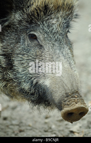 Female wild boar, Sus scrofa scrofa, in Saarland region - Germany Stock Photo