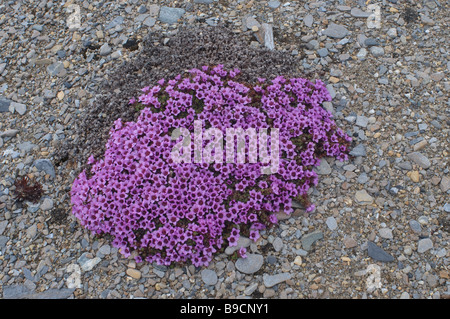 Purple saxifrage Saxifraga oppositifolia in flower. Spitsbergen, Svalbard. Stock Photo