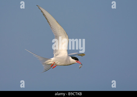 Arctic tern Sterna paradisaea summer adult in flight with sandeel Stock Photo