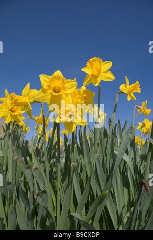 Daffodil flowers Stock Photo