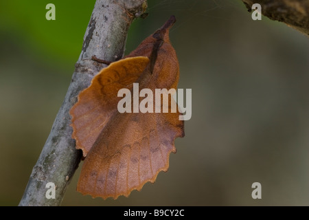 The Lappet Gastropacha quercifolia Stock Photo