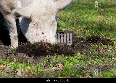 A pig rooting in the dirt on an organic pig farm on a sunny day. Charles Lupica Stock Photo