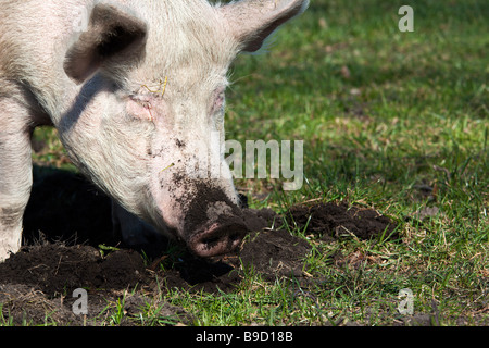 A pig rooting in the dirt on an organic pig farm Stock Photo