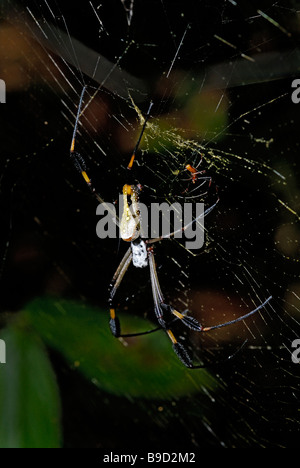 Golden orb-weaver female with male Stock Photo