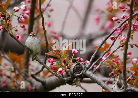 Chipping Sparrow Spizella passerina passerina Eastern subspecies spring migrant in breeding plumage sitting in cherry tree Stock Photo