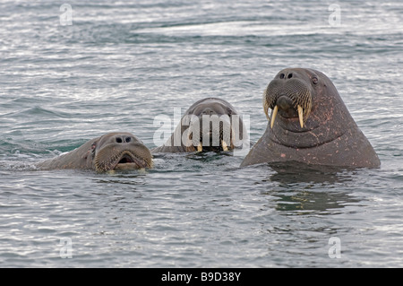 Group of curious walruses Odobenus rosmarus in sea. Spitsbergen, Svalbard.