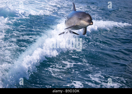Dolphin jumping in boat wake, Abel Tasman National Park, Tasman, South Island, New Zealand Stock Photo