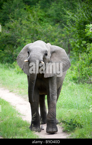 Young Elephant Mock Charging on safari in south africa Stock Photo