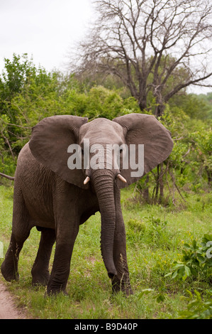 Young Elephant Mock Charging on safari in south africa Stock Photo