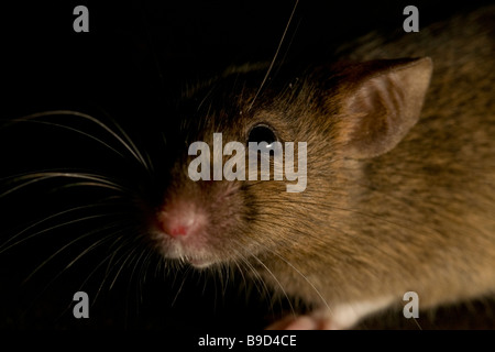 House Mouse Mus musculus