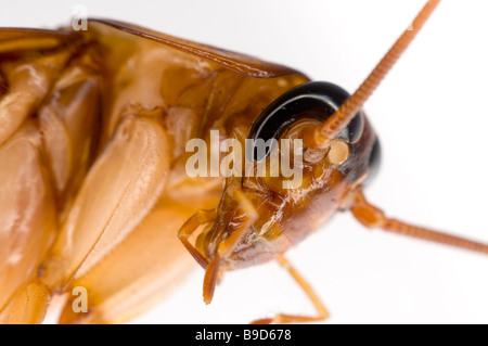 AMERICAN COCKROACH Periplaneta americana Stock Photo