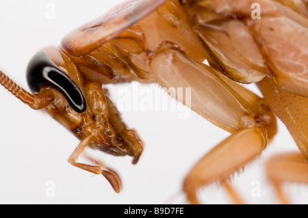 AMERICAN COCKROACH Periplaneta americana Stock Photo