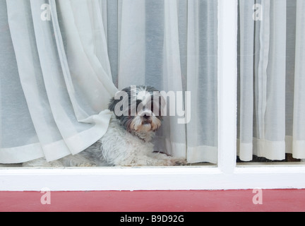 a small old dog behind a window in kilkee county clare ireland Stock Photo