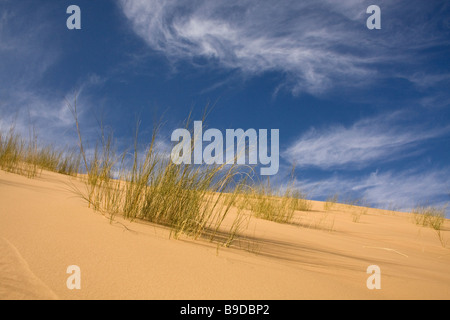 Grass grows on a kalahari sand dune in the Northern Cape Province of South Africa Stock Photo
