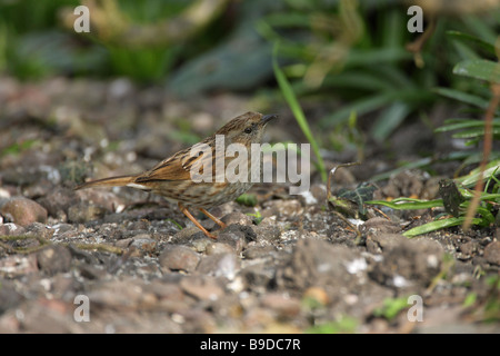 Dunnock prunella modularis standing on a stone path in an english back garden looking for food