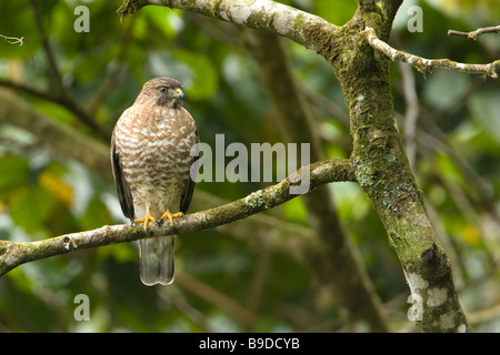 Broad-winged Hawk Buteo platypterus Stock Photo