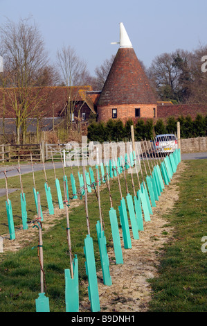 New planted vines at Tenterden Vineyard at Small Hythe Kent Stock Photo