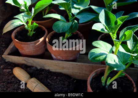 Broad bean plants potted up in clay pots Stock Photo