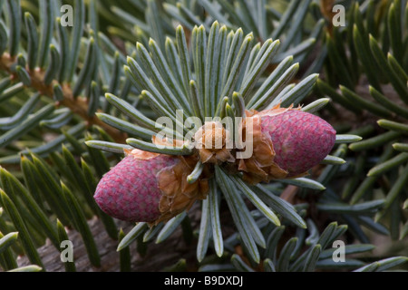 Colorado Blue Spruce (Picea pungens) cones Stock Photo