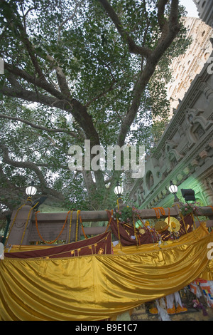 Bodhi tree in a temple, Mahabodhi Temple, Bodhgaya, Gaya, Bihar, India