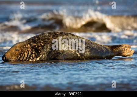 Halichoerus grypus, male grey seal. Lincolnshire December 2008 Stock Photo