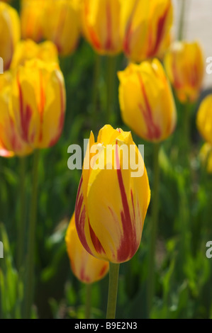 Yellow Tulips in a garden, Indira Gandhi Tulip Garden, Srinagar, Jammu And Kashmir, India Stock Photo