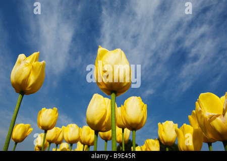 Yellow Tulips in a garden, Indira Gandhi Tulip Garden, Srinagar, Jammu And Kashmir, India Stock Photo