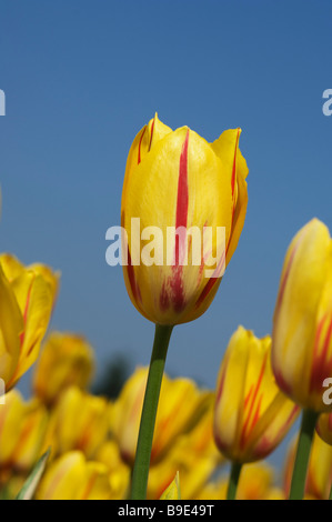 Yellow Tulips in a garden, Indira Gandhi Tulip Garden, Srinagar, Jammu And Kashmir, India Stock Photo