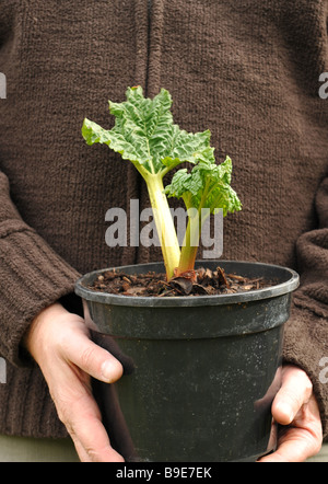 A rhubarb (Rheum rhaponticum) plant ready to be transfered from its pot and planted in the vegetable patch Stock Photo
