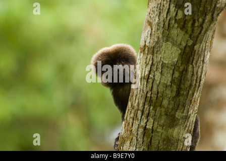 GOELDI'S MARMOSET or GOELDI'S MONKEY Callimico goeldii Stock Photo