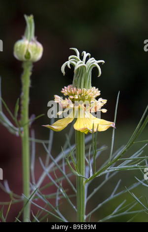 Nigella orientalis, 'Love-In-The-Mist', 'Transformer' flower Stock Photo