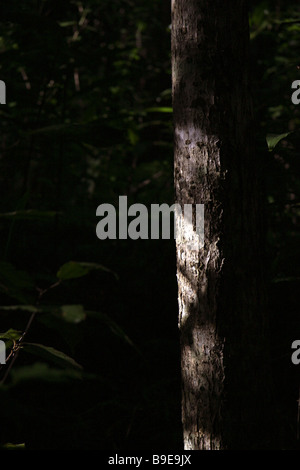 Sunlight caught a eucalyptus tree in the Kondalilla National Park. Stock Photo