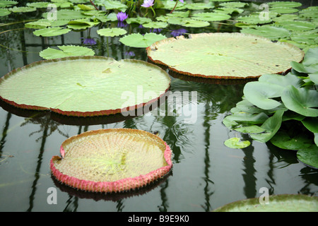Victoria is the genus of giant water lilies in the plant family Nymphaeaceae. in a hot house  wellington Stock Photo