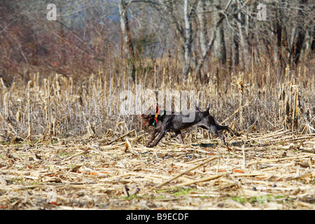 TWO BROWN GERMAN SHORT HAIRED POINTERS SEARCH FOR GAME IN CORNFIELD TRITRONICS DOG COLLAR GEORGIA Stock Photo