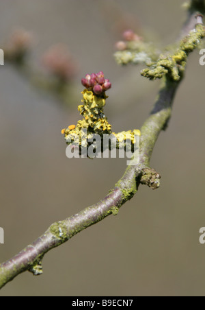 Yellow Lichen, Xanthoria parietina, Growing on a Branch Stock Photo