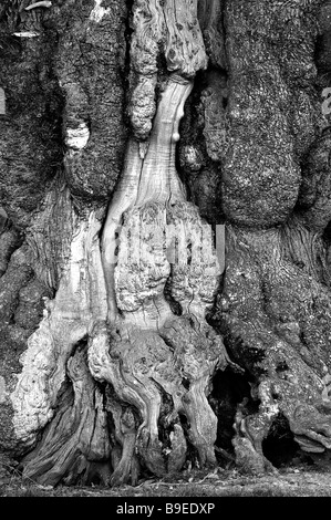 Croft Castle, Herefordshire, UK. Closeup in b/w of one of the ancient Spanish Chestnuts, said to date from 1592, showing its wrinkled bark Stock Photo