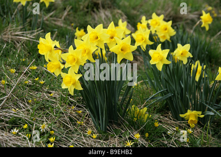 Wild Daffodils and Lesser Celandines, Ranunculus ficaria, Growing on a Grassy Bank in March Stock Photo