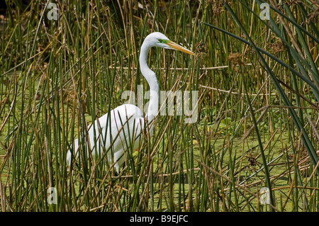 A Great Egret in a Florida marsh Stock Photo