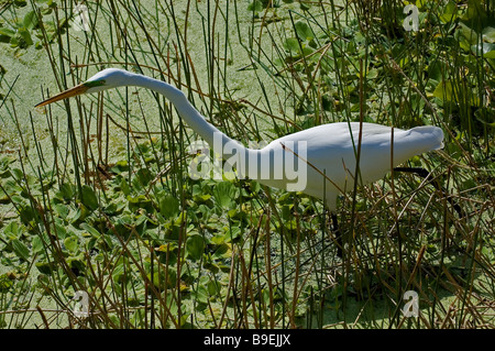 A Great Egret in a Florida marsh Stock Photo