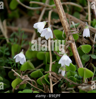 Wood Sorrel, Oxalis acetosella, Oxalidaceae Stock Photo