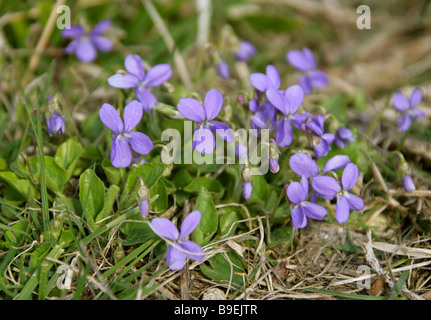 Common Dog Violet, Viola riviniana, Violaceae Stock Photo