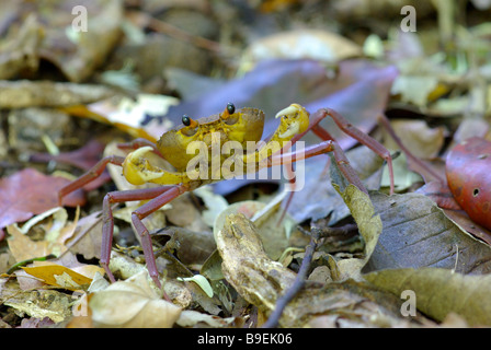 Colorful 'spider crab' (Madagapotamon humberti) in leaf litter in Ankarana Special Reserve, Madagascar. Stock Photo