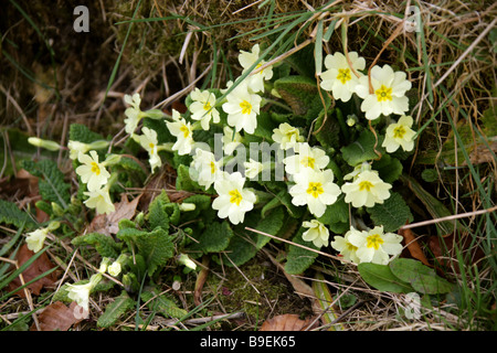 Common Primrose, Primula Vulgaris, Primulaceae. British Wild Flower. Stock Photo