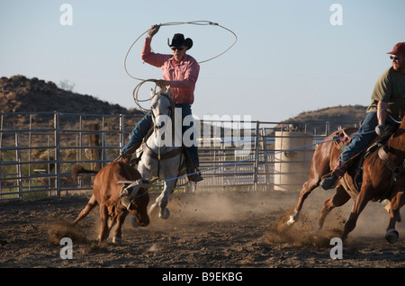 Cowboys lassoing steer Golden Valley Kingman Arizona USA Stock Photo