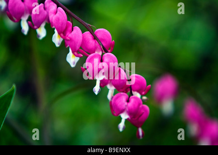 Bleeding heart (Dicentra spectabilis) Stock Photo