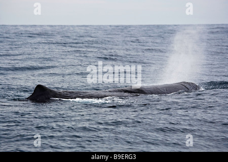 Sperm Whale (Physeter macrocephalus) named Saddleback seen during a whale watching excursion with Whale Watch Kaikoura, Kaikoura Stock Photo